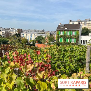 Vignes Montmartre