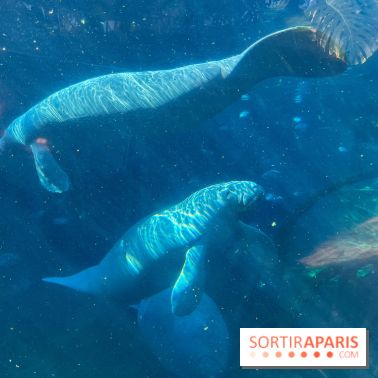 Zoo de Vincennes, Parc zoologique 2024 - lamantins