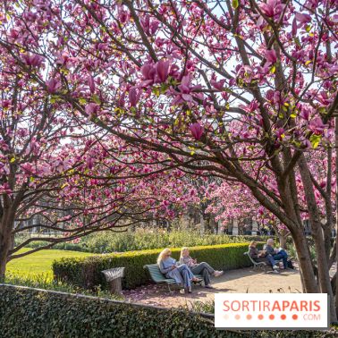 Les magnolias du Jardin du Palais Royal  - printemps - visuel Paris