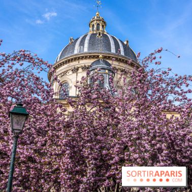 Square Gabriel Pierné à Paris - cerisiers en fleurs