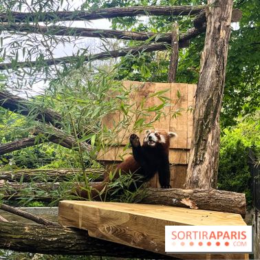 Ménagerie du Jardin des Plantes 2024 - panda