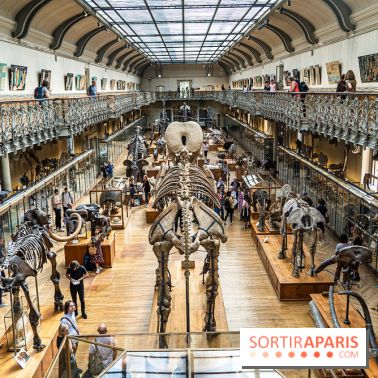 La Galerie de Paléontologie et d'Anatomie comparée du Muséum au Jardin des Plantes -  A7C7446