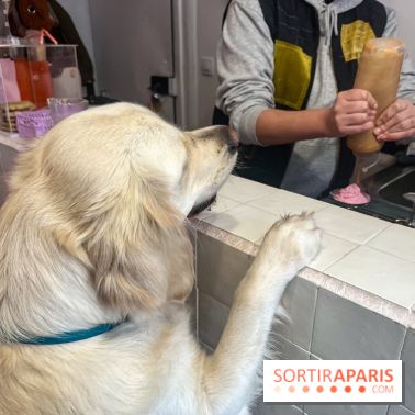 CAYU Canidés Club, la boutique d'accessoires dog friendly - nos photos