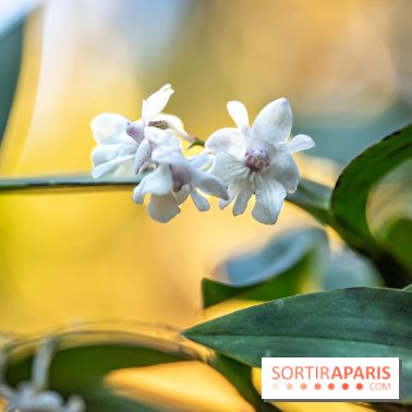 Mille et une orchidées 2025 - les photos