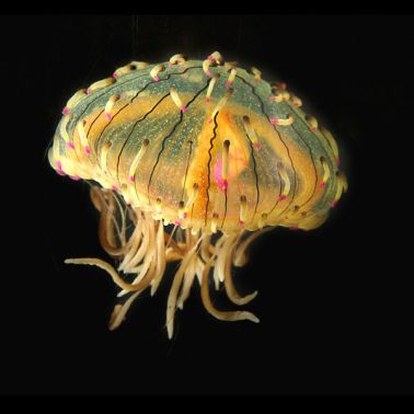 Disco Méduses à l'Aquarium Sea Life