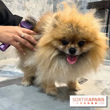 Patapwouf, le spot cani-friendly de Saint-Ouen - nos photos - 7E06A617 242A 4D26 AE25 EDA883B0FF2D