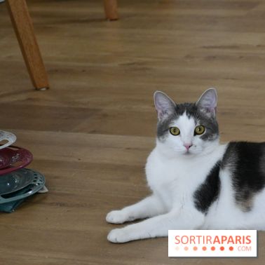 Koneko Work : le café coworking pour travailler en compagnie des chats - DSC 4717(1) Fotor