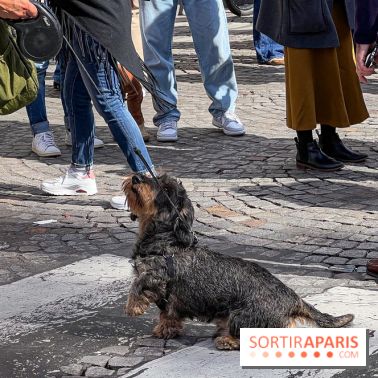 La Marche des animaux à Paris : défilé gratuit, ouvert aux chiens, chats ... sur les Champs-Élysées