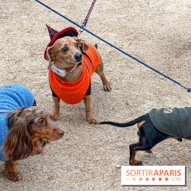 Paris Sausage Walk, la Marche des Teckels 2025 - IMG 1527