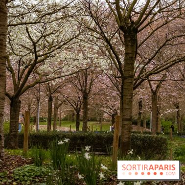 Les cerisiers du parc Martin Luther King - Clichy - Batignoles
