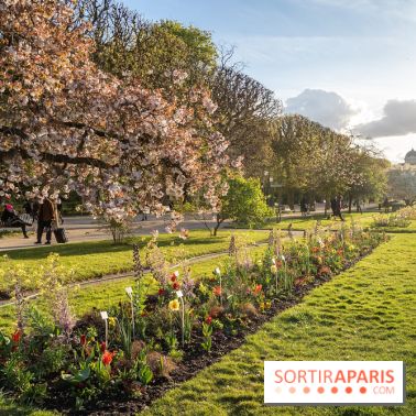 Les floraisons exceptionnelles du Jardin des Plantes 2026 : tulipes, coquelicots et cerisiers - photos