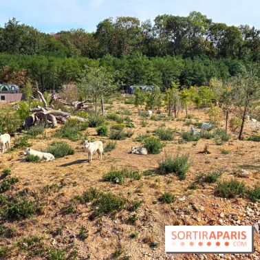 Les Loudges, les hébergements devant les loups arctiques au Zoo de Thoiry