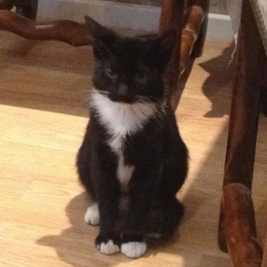 Le Café des Chats à Paris