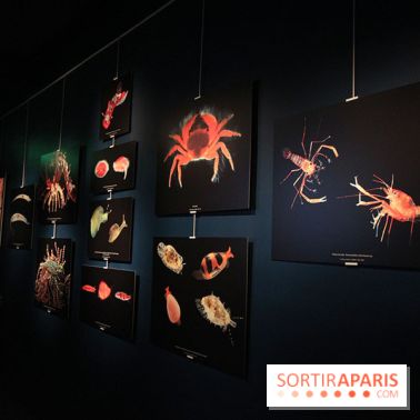 Exposition coquillages et crustacés à l'aquarium de la Porte Dorée