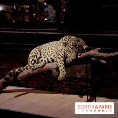 Grande Galerie de l'Evolution