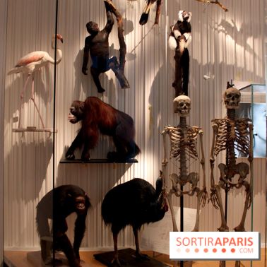 Le nouveau Musée de l'Homme