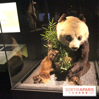 Espèces d'Ours, l'expo au Muséum National d'Histoire Naturelle