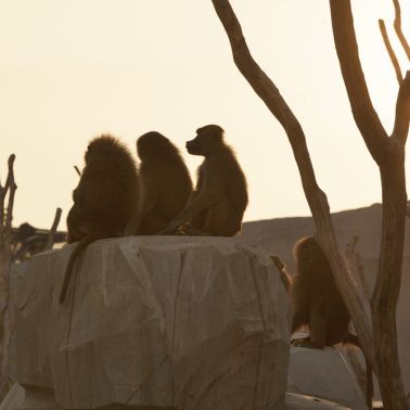 Nocturnes 2018 au Parc Zoologique