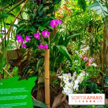 Mille et une Orchidées 2019 au Jardin des Plantes, les photos