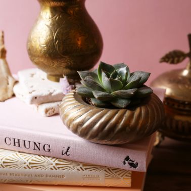 The Blond Cactus, quand le cactus passe en mode vintage