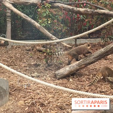 Parc Zoologique de Paris : les coatis roux