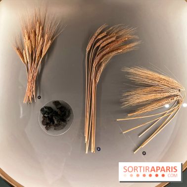 Je mange donc je suis au Musée de l'Homme