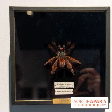 Araignées, Lucioles et Papillons au Musée en Herbe : nos photos