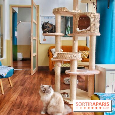 Le Moustache Pension, un hôtel pour chats douillet qui accueille vos compagnons à Paris