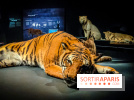 Félins, l'exposition qui nous fait craquer au Muséum national d'Histoire naturelle - photos