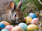 Visuels chasse aux oeufs de Pâques  - Chasse aux oeufs de Pâques lapin (3)