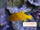 Aquarium Sea Life
