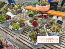 Esprit Jardin à Versailles - Marché aux plantes et animations