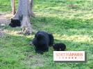Les tanières du zoo de Thoiry 2023 - Ours