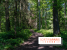 Visuel forêt