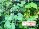 Vignes vendanges - visuels