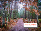 Le sentier de l'érosion à Fontainebleau - balade en forêt