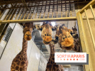 Zoo de Vincennes, Parc zoologique 2024 - girafes