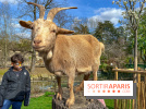 Visuels enfants, attractions, parc, Jardin d'Acclimatation, animaux, zoo - image00052