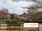 Les magnolias du Jardin du Palais Royal