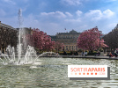 Les magnolias du Jardin du Palais Royal  - printemps - visuel Paris - fontaine - chaleur - beau temps