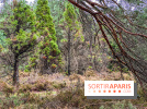 Arbor&Sens, l'Arboretum de Franchard en forêt de Fontainebleau - les photos