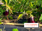 Les Saveurs du Potager du Roi à Versailles : marché de fruits & légumes, expositions et animations