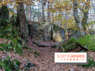 Randonnée à Fontainebleau : le sentier sur les pas de Denecourt jusqu’à la Tour Denecourt