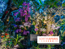 Mille et une orchidées 2025 - les photos