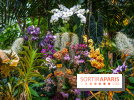 Mille et une orchidées 2025 - les photos