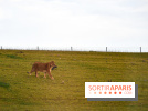 Le Royaume des Lions, l'hôtel immersif à la Lumigny Safari Reserve - nos photos - AF274443 0D37 4C96 9312 8AA58749569C