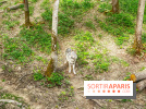 La Forêt des Loups