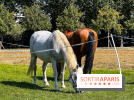 Tous en piste ! à Maisons-Laffitte (78): poneys, calèche et spectacles équestres gratuits au château