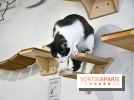 Koneko Work : le café coworking pour travailler en compagnie des chats - DSC 5262