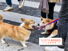 La Marche des animaux à Paris : défilé gratuit, ouvert aux chiens, chats ... sur les Champs-Élysées - IMG 5187